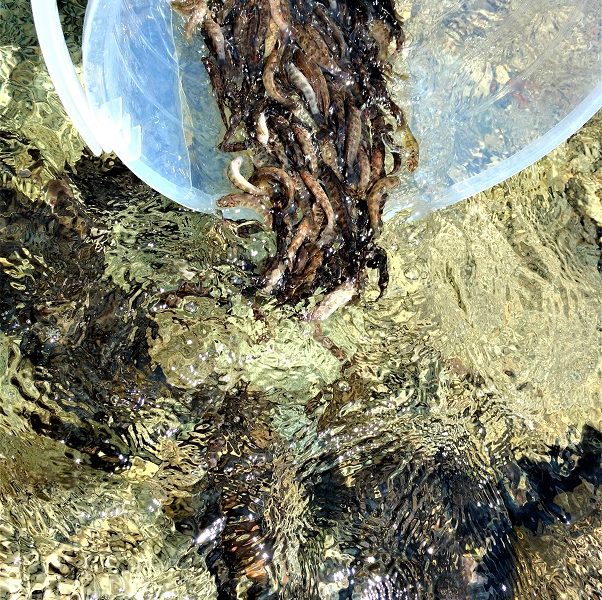 IMG_20170606_131506234 (2)