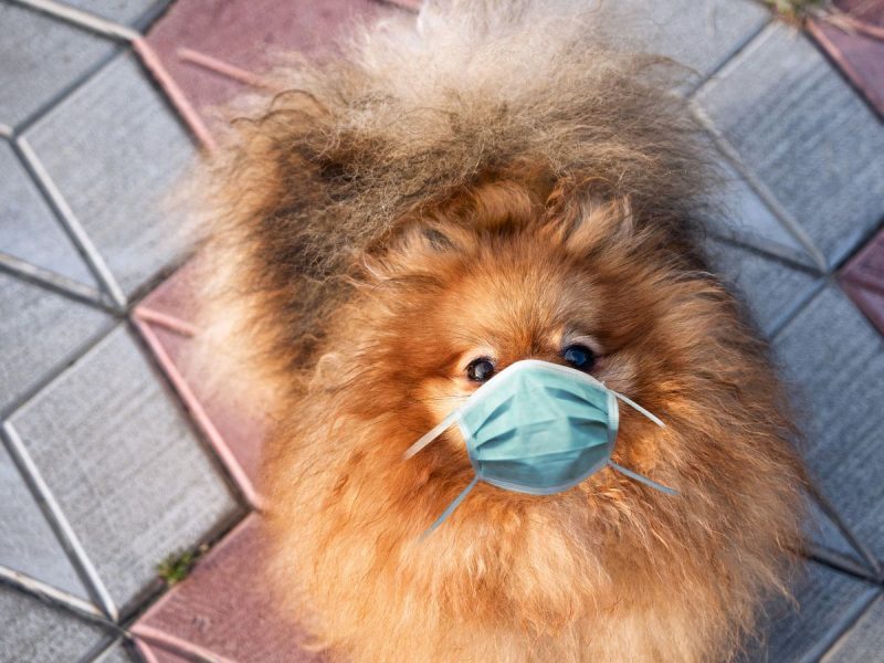 0_Pretty-red-Pomeranian-spitz-dog-with-a-face-mask-on