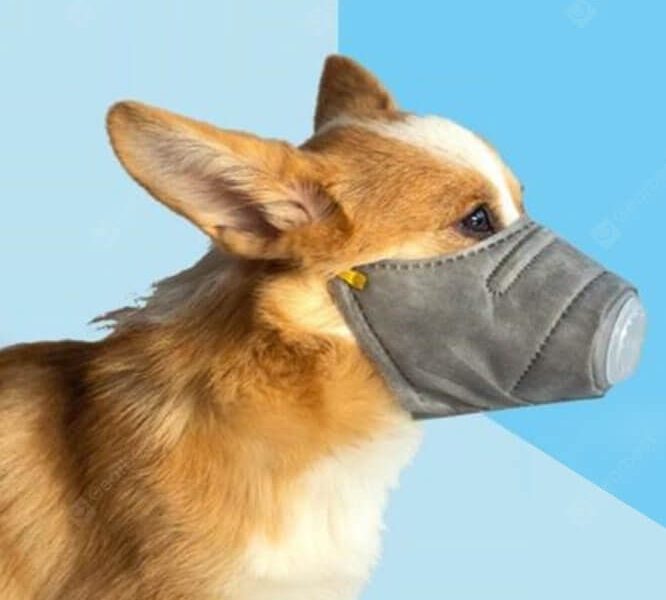 rusko-pre-psa-1_edited