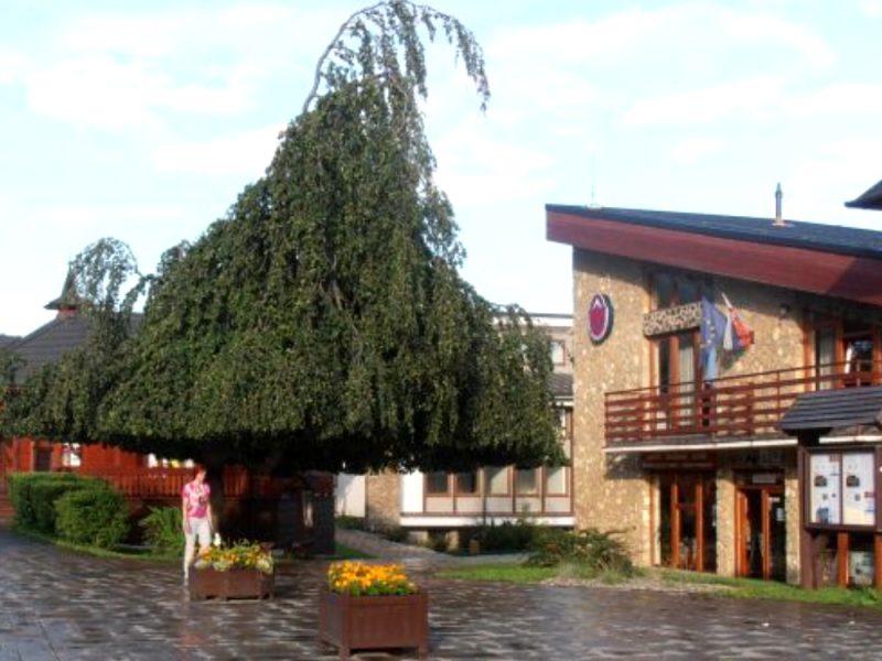 buk_stary_smokovec_hzs