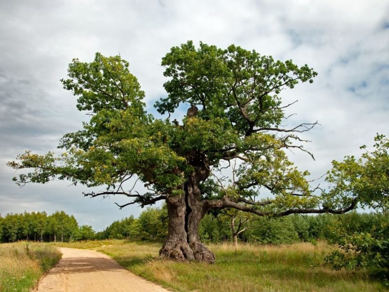 polsko-strom