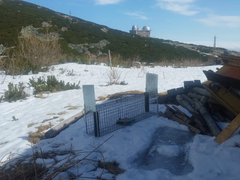 Odchyt líšky TANAP (1)