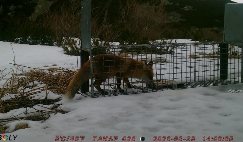 Odchyt líšky TANAP (2)