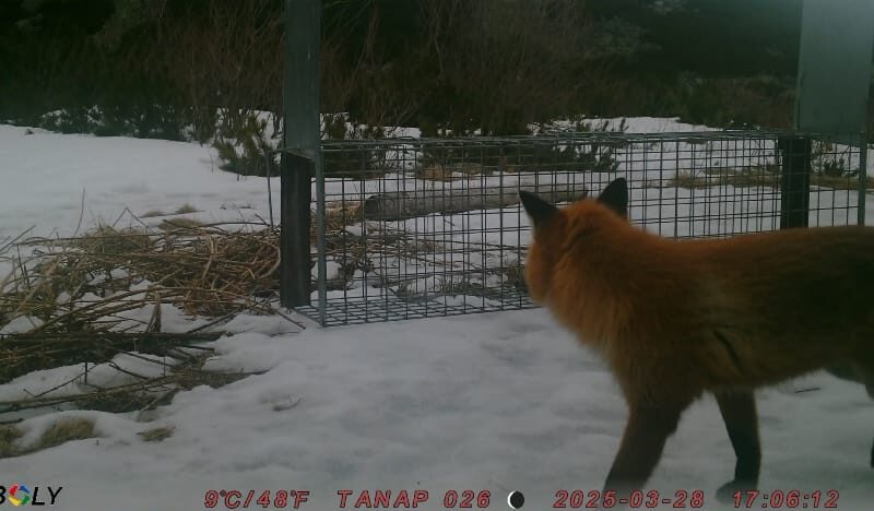 Odchyt líšky TANAP (4)